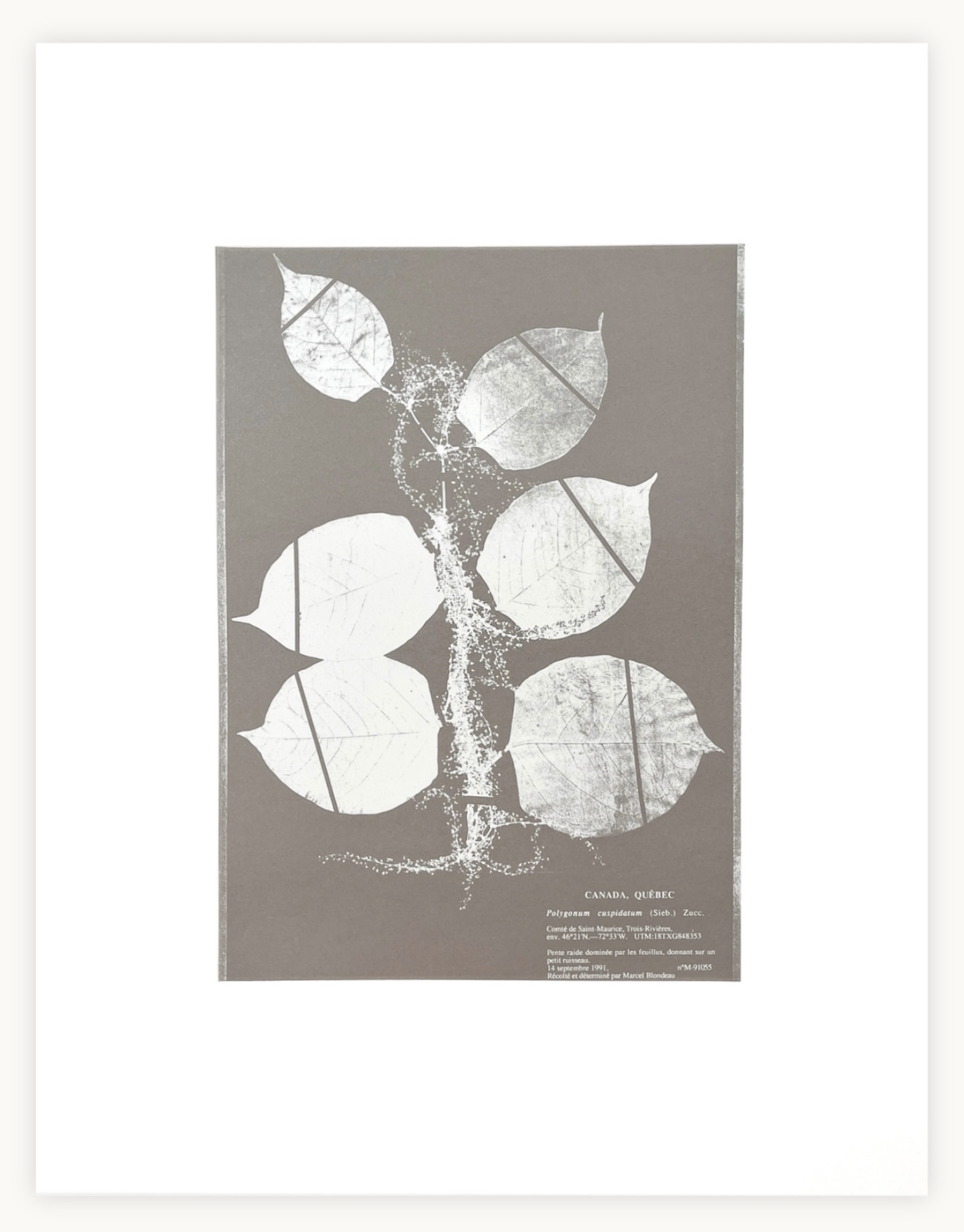 Herbarium IV, 2024