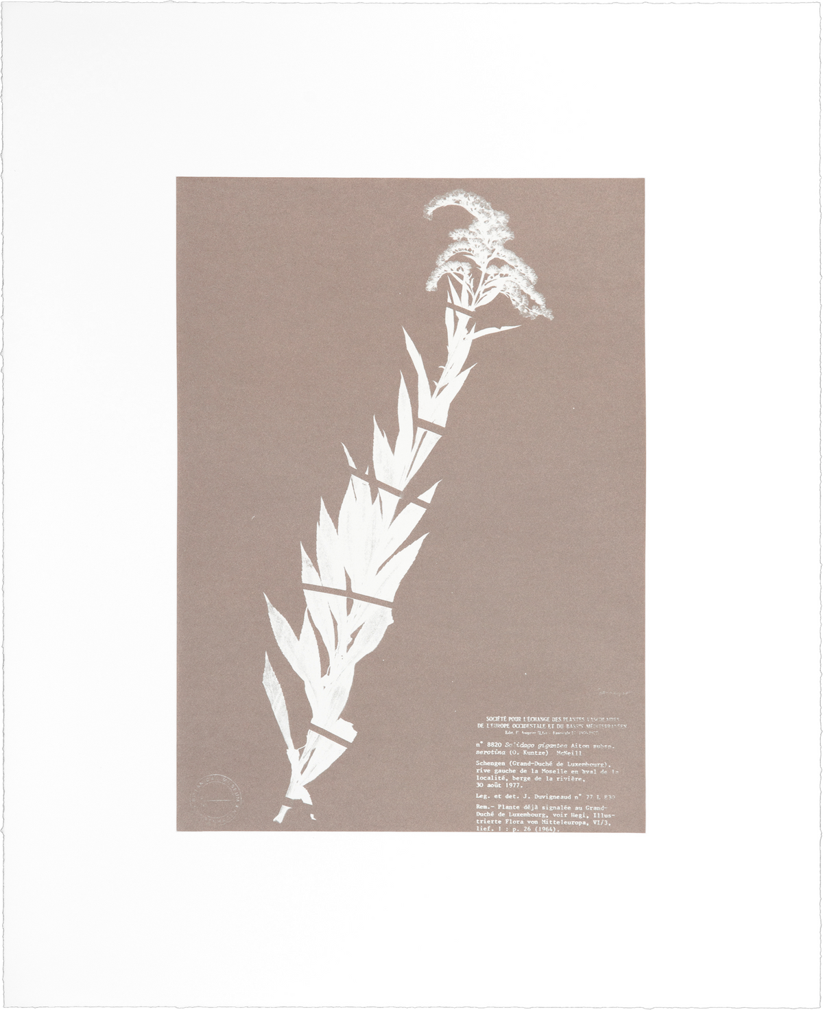 Herbarium (III)" by Nicolai Howalt: rose gold etching of a lance-leafed plant with dense flower plumes set diagonally.