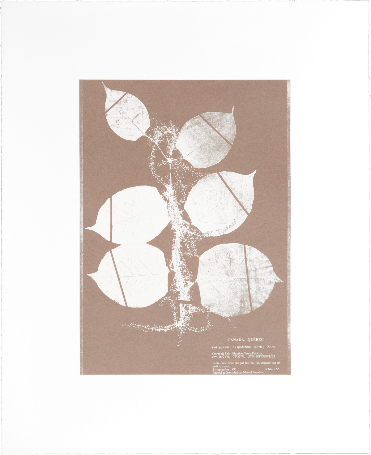 Nicolai Howalt's "Herbarium (IV)": a pink gold-printed photo etching showing a plant with distinct acuminate leaves.