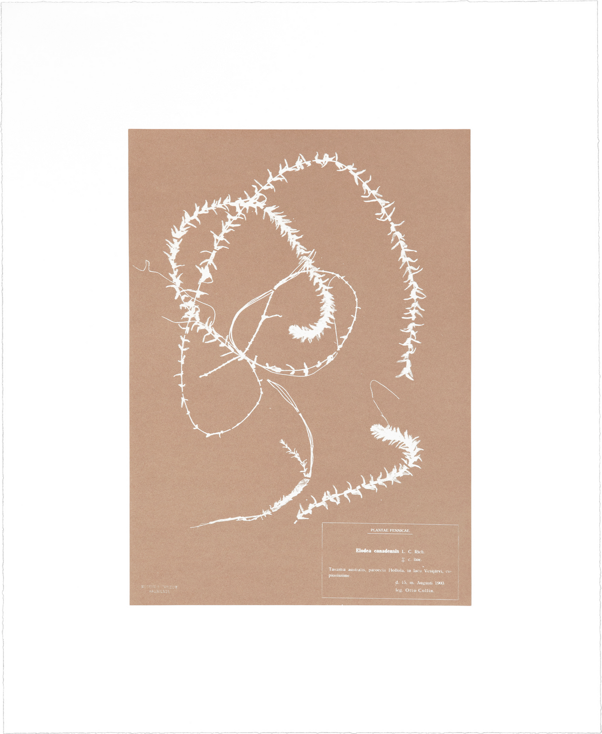 Nicolai Howalt’s "Herbarium (VI)": red gold photo etching of a delicate plant arranged in circular lines.