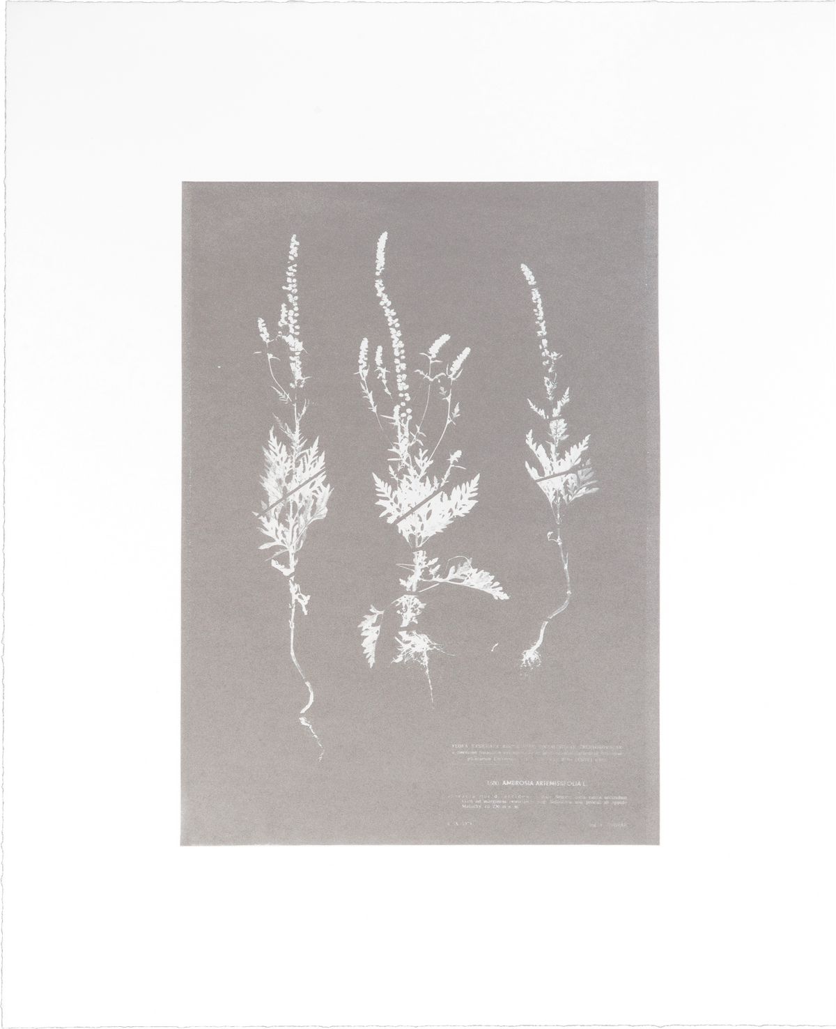 Herbarium (I)" photo etching by Nicolai Howalt, showing three stalks of an invasive plant printed in silver.
