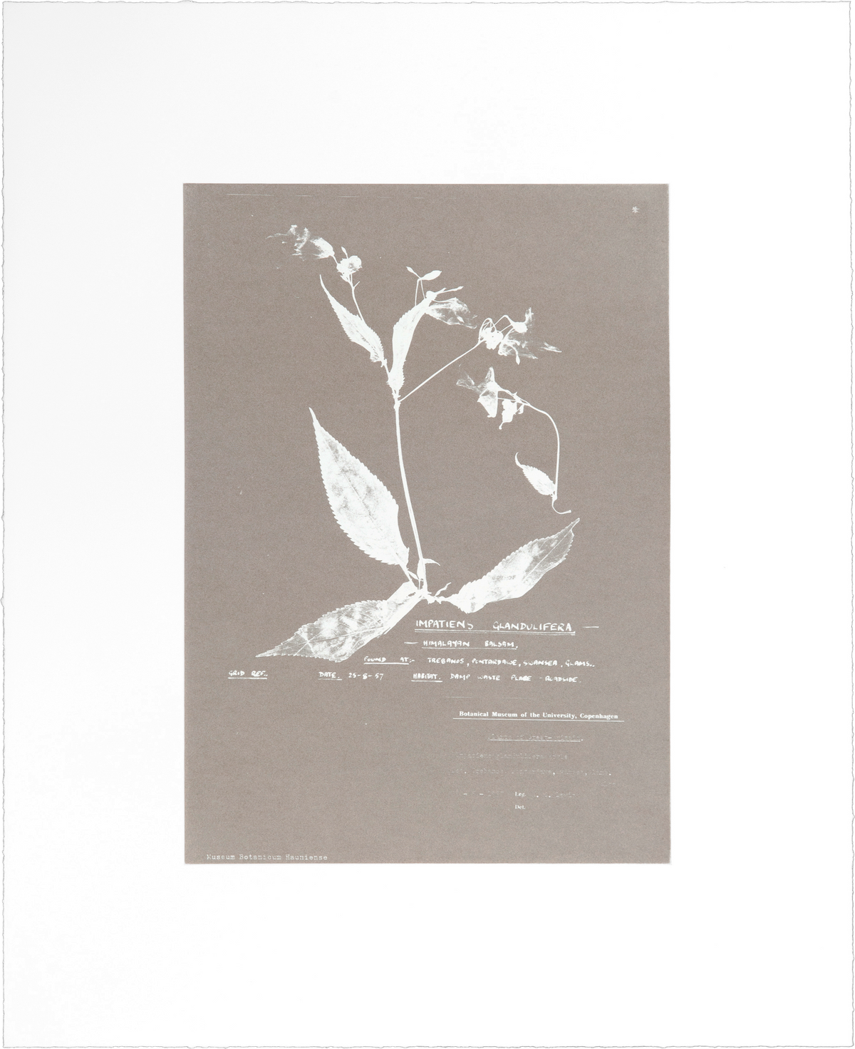 Herbarium (II)" photo etching by Nicolai Howalt, showing a delicate flowering plant stalk in warm silver.