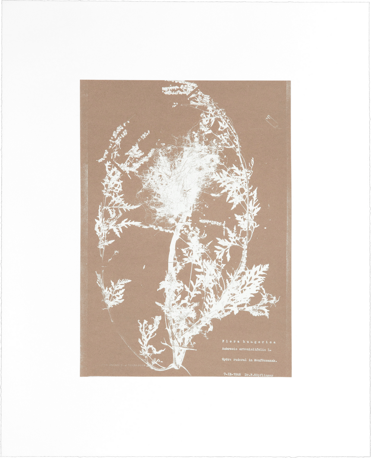 Nicolai Howalt photo etching "Herbarium (V)": a blush gold botanical print of a bushy plant with its root system.