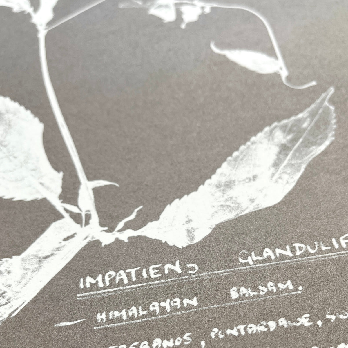 Detail from 'Herbarium (II)' photo etching by Nicolai Howalt, showing a delicate flowering plant stalk in warm silver.